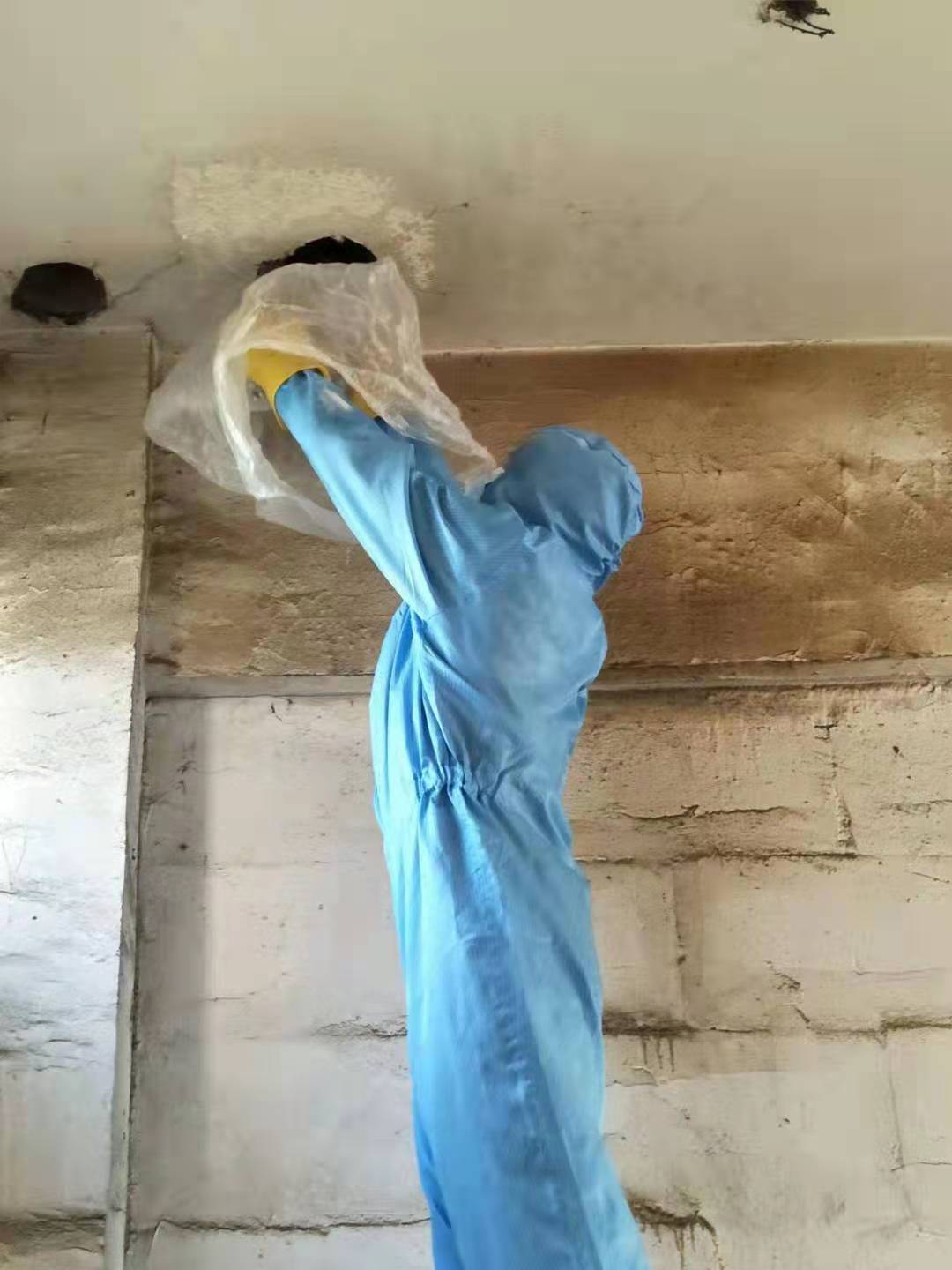 德阳除虫